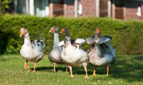 Gänse an der Waldmutter